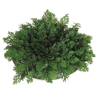 Read more about the article กุหลาบแห่งเยรีโค สุดยอดเกราะป้องกันผิวถึงระดับเซลล์