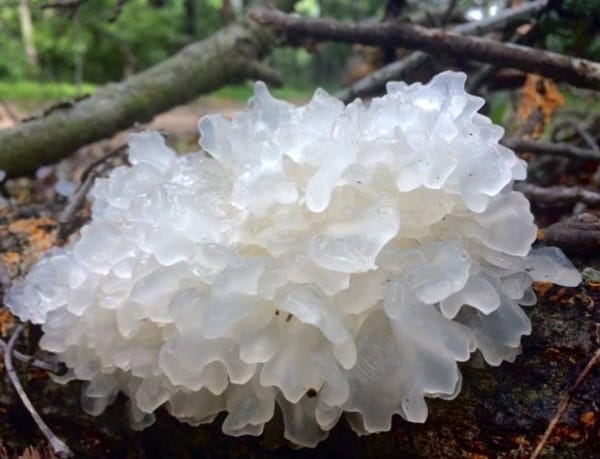 You are currently viewing ประโยชน์เห็ดหิมะต่อผิวจากประเทศจีน ราชาแห่งคอลลาเจน