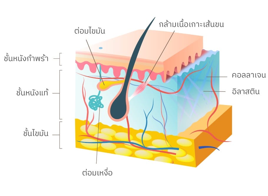 ผิวหนังมีกี่ชั้น