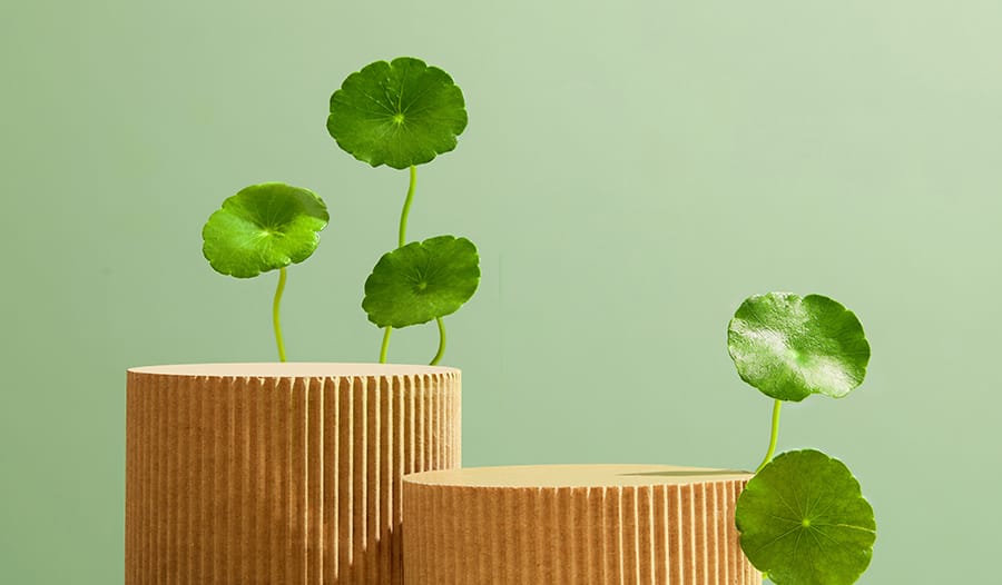 You are currently viewing รวมประโยชน์ใบบัวบก สุดยอดพืชบำรุงผิว อุดมไปดวยวิตามิน C, A, B1,B2 และคอลลาเจนประเภท 1 & 2